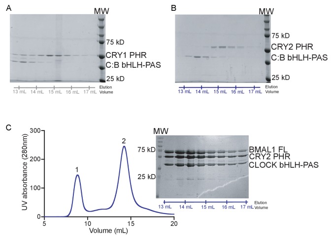 Figure 2—figure supplement 1.