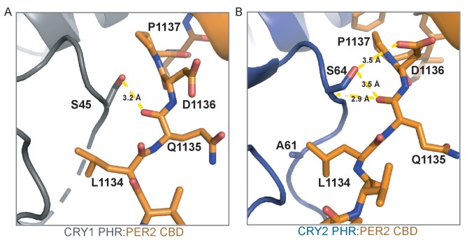 Figure 5—figure supplement 1.