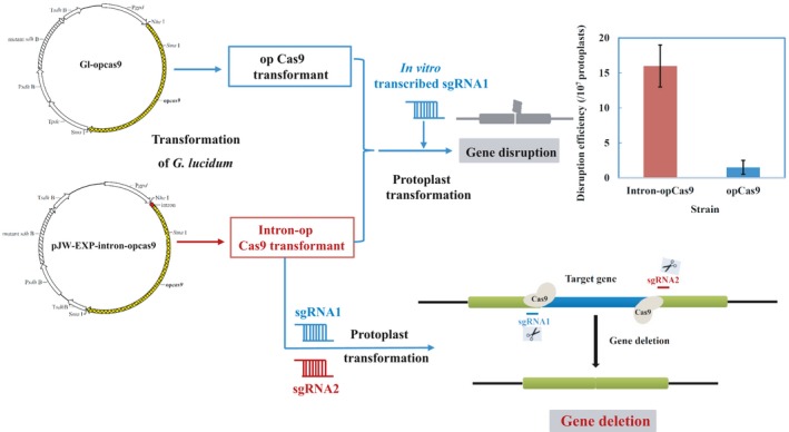 Figure 6