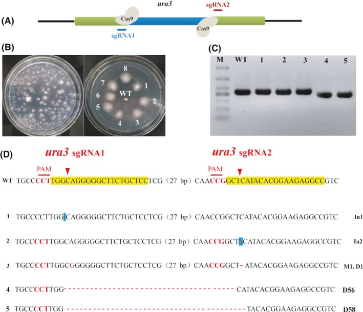 Figure 4