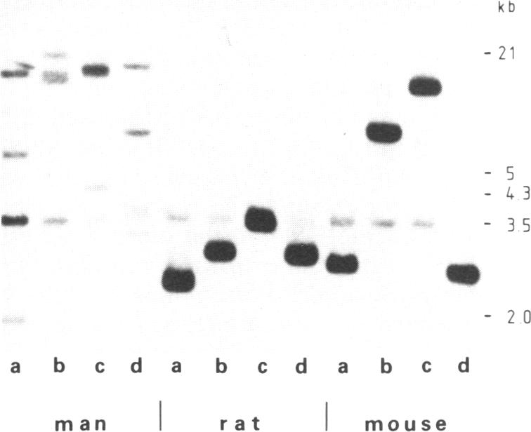 graphic file with name pnas00259-0236-a.jpg