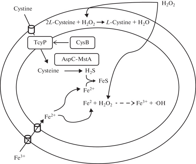 Fig. 3. 