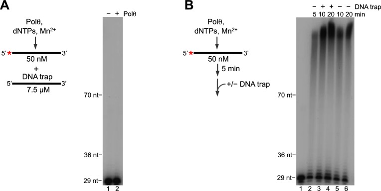 Figure 2—figure supplement 4.