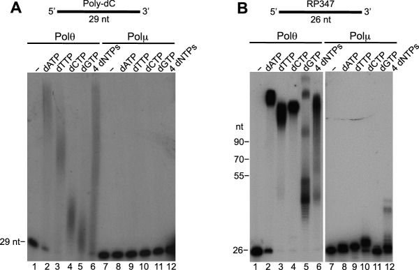 Figure 5—figure supplement 1.