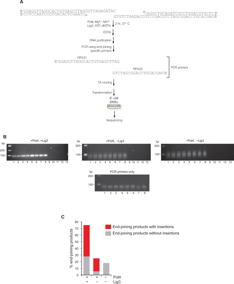 Figure 3—figure supplement 1.