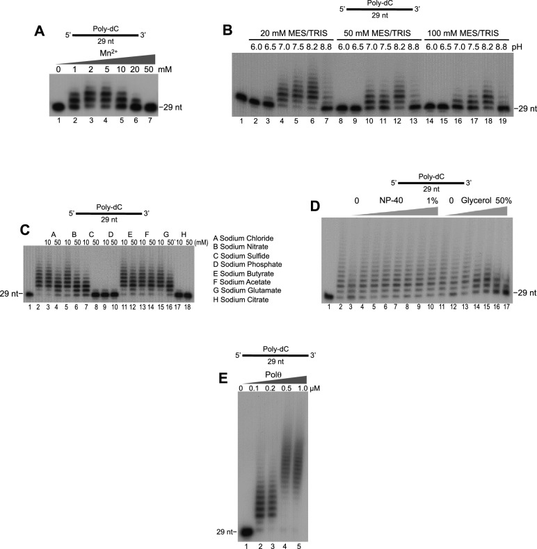 Figure 1—figure supplement 2.