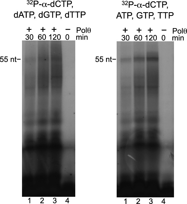 Figure 2—figure supplement 3.