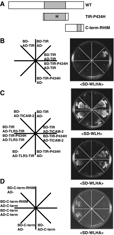 FIGURE 2.