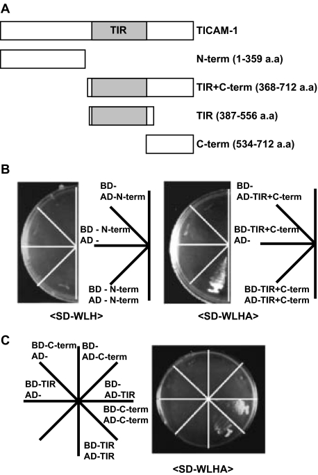 FIGURE 1.