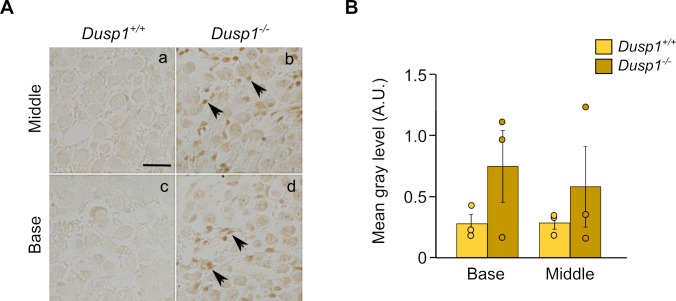 Figure 5—figure supplement 1.