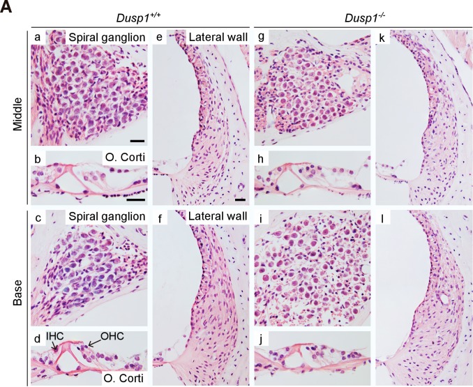 Figure 3—figure supplement 2.