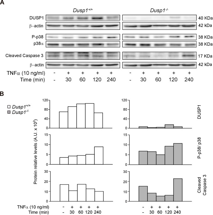 Figure 6—figure supplement 1.