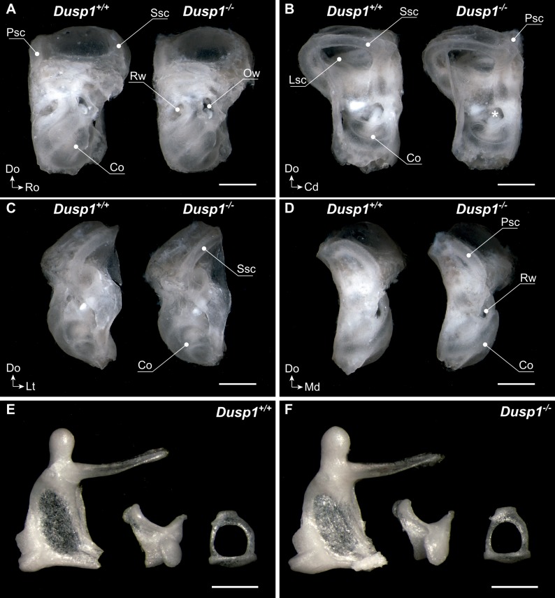 Figure 3—figure supplement 1.