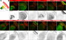 Figure 1—figure supplement 2.