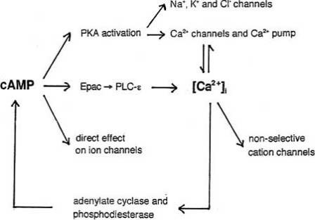 Fig. (13)