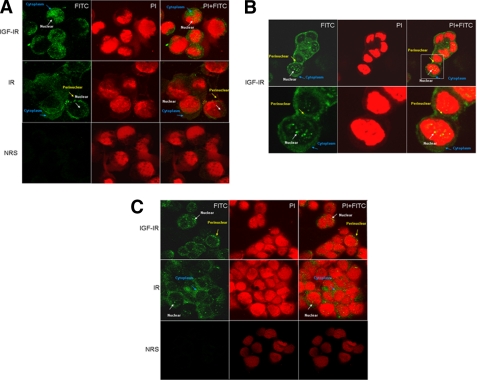 FIGURE 4.