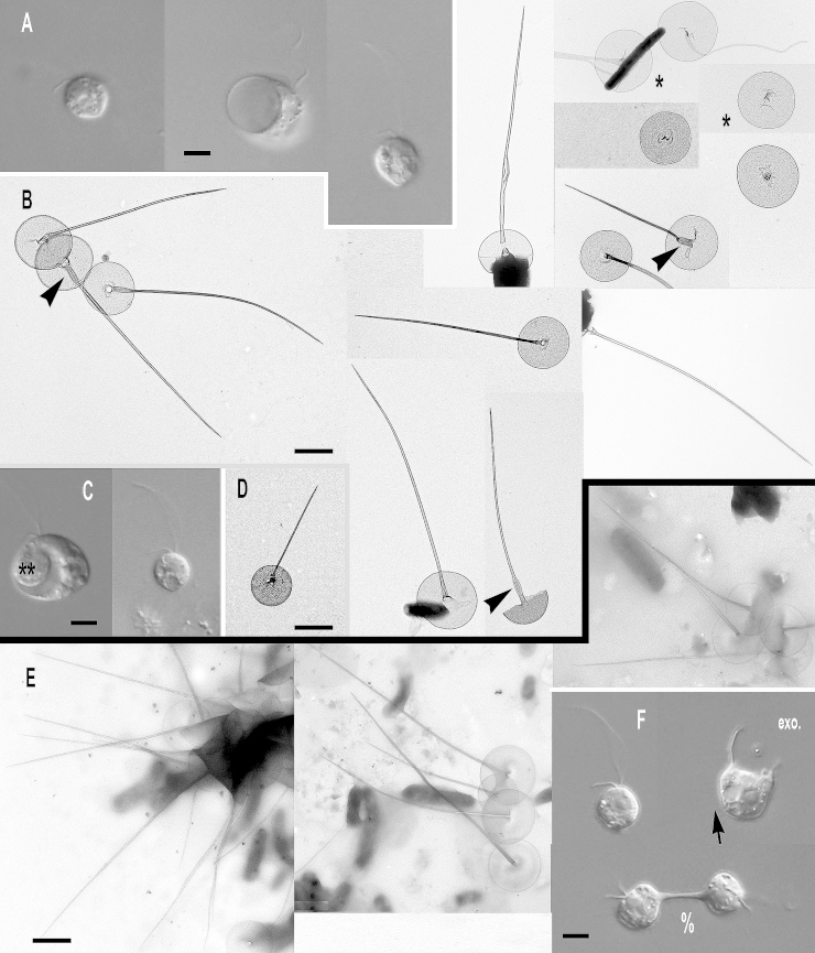 Fig. 13