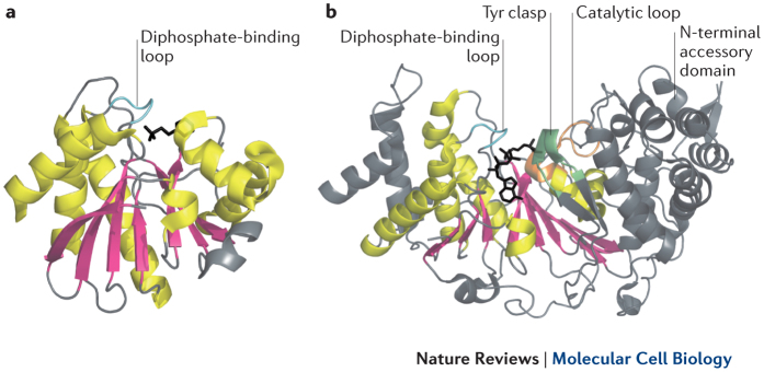 Box 1: Macrodomain structure