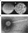FIG. 11.