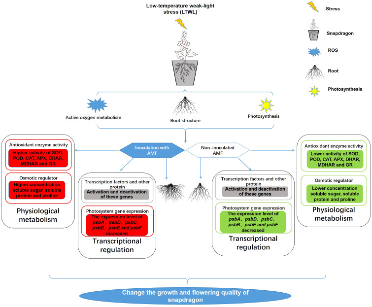 Arbuscular mycorrhizal fungi enhanced resistance to low-temperature ...