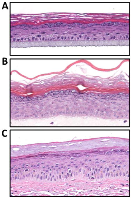 FIG. 6