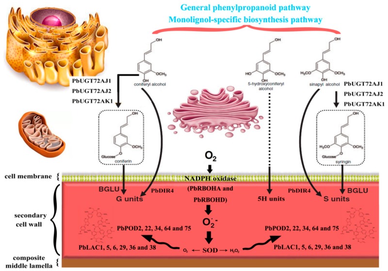 Figure 13