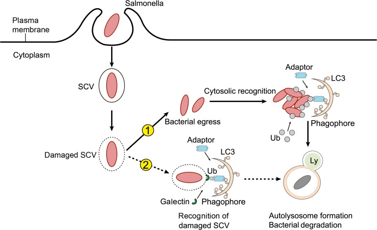 FIGURE 2