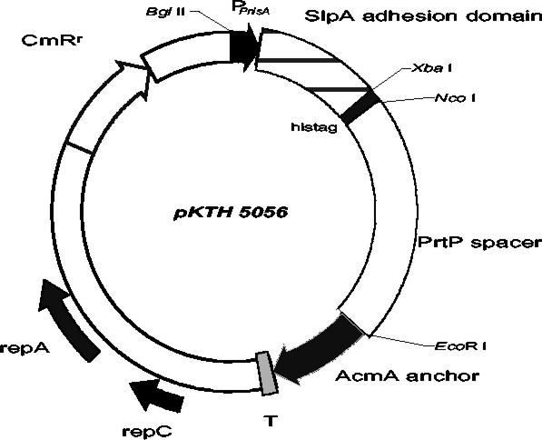 FIG. 1.