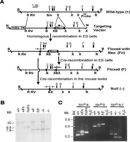 FIGURE 1.