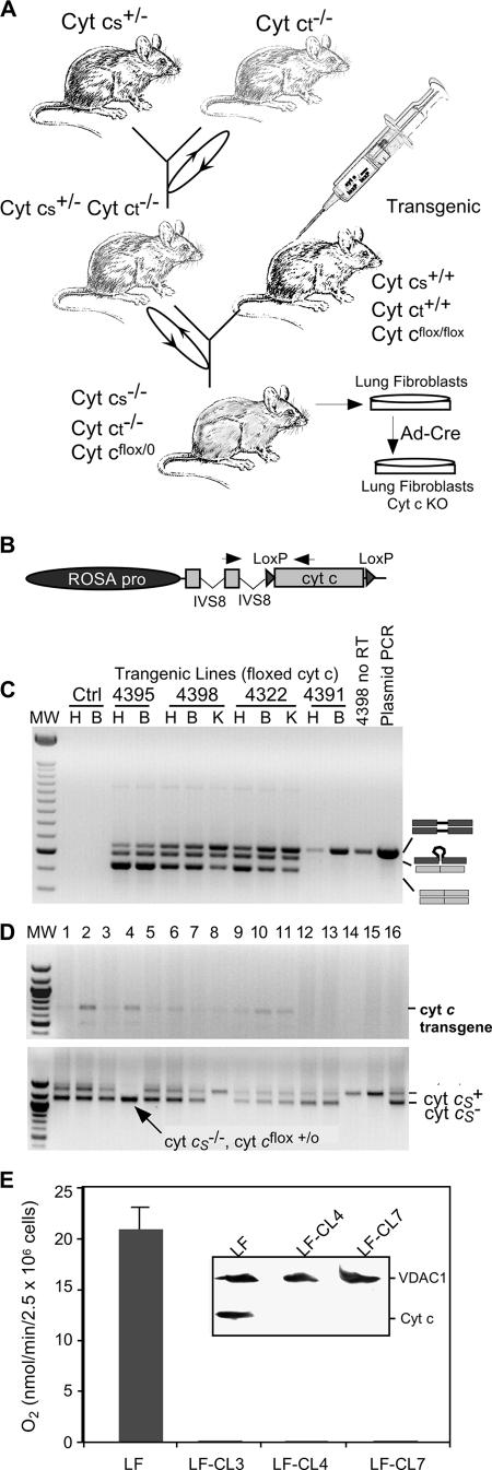 FIG. 5.