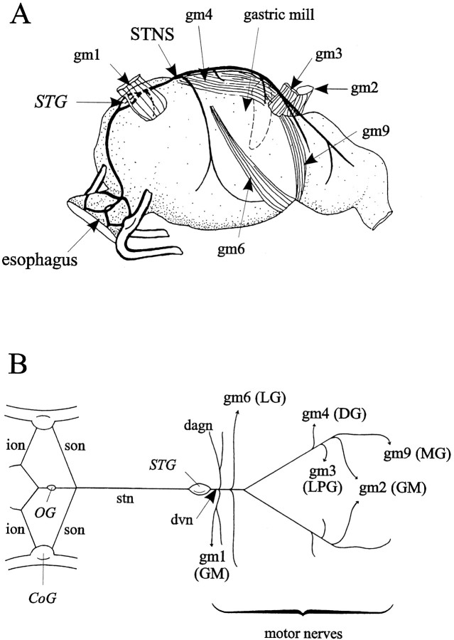 Fig. 1.