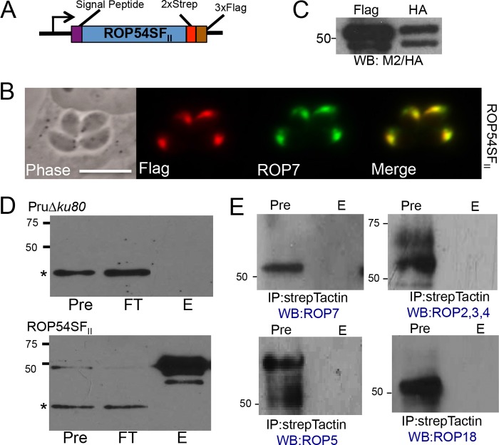 FIG 3 