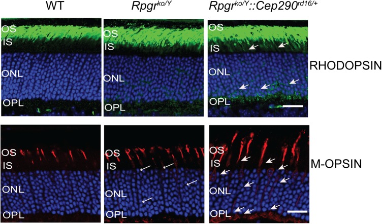 Figure 4.