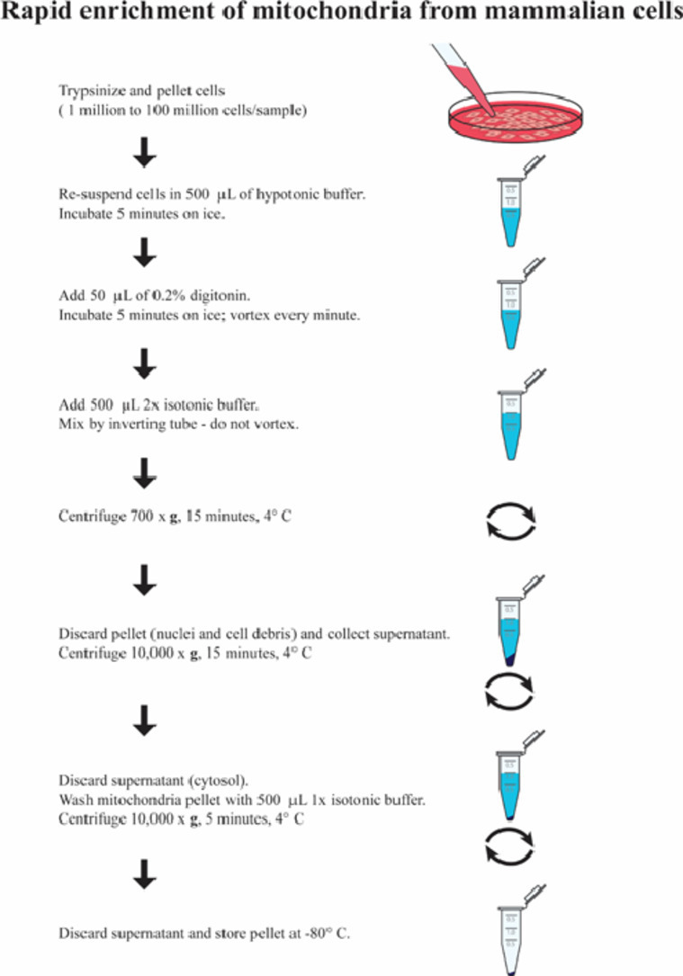 Image, graphical abstract