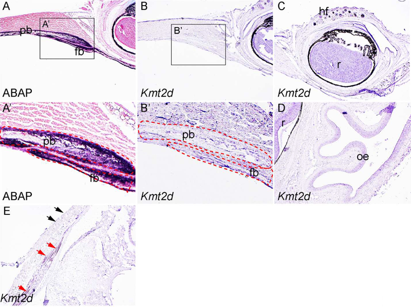 Fig 3.