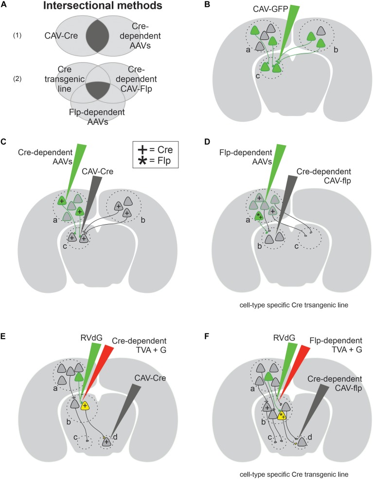 FIGURE 1