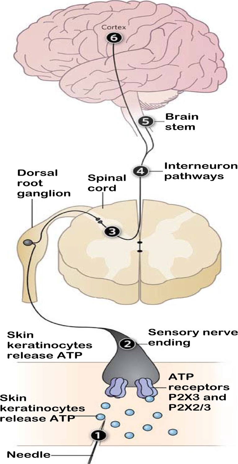 Fig. 2