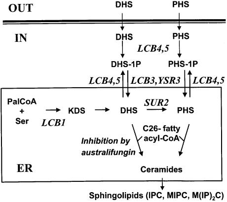 graphic file with name cdd306f1.jpg