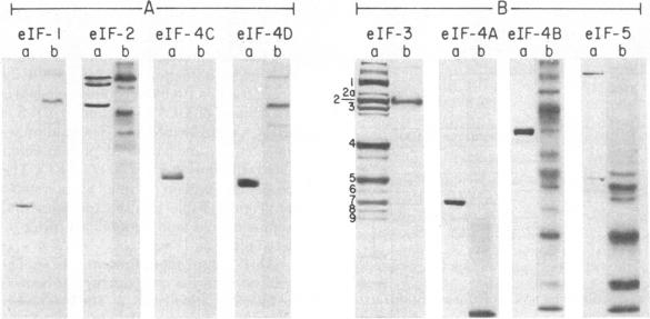 graphic file with name pnas00013-0115-a.jpg