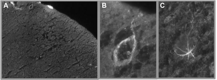 Supplementary Fig. S1