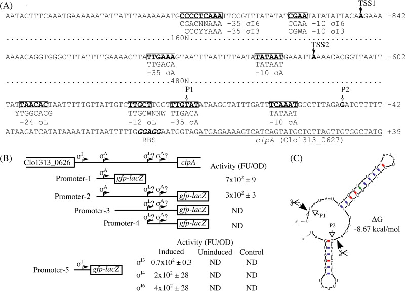 FIG 1