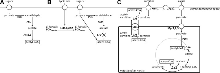 FIG 1 