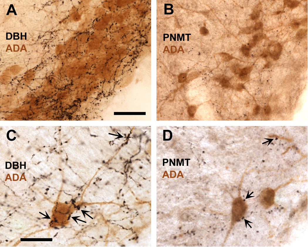 Fig. 10