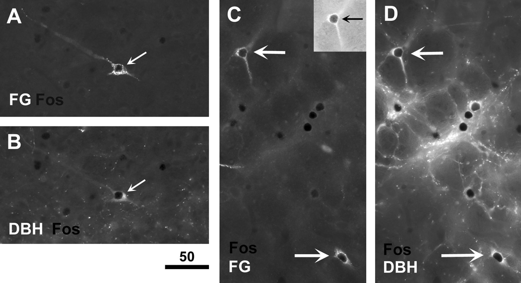 Fig. 8