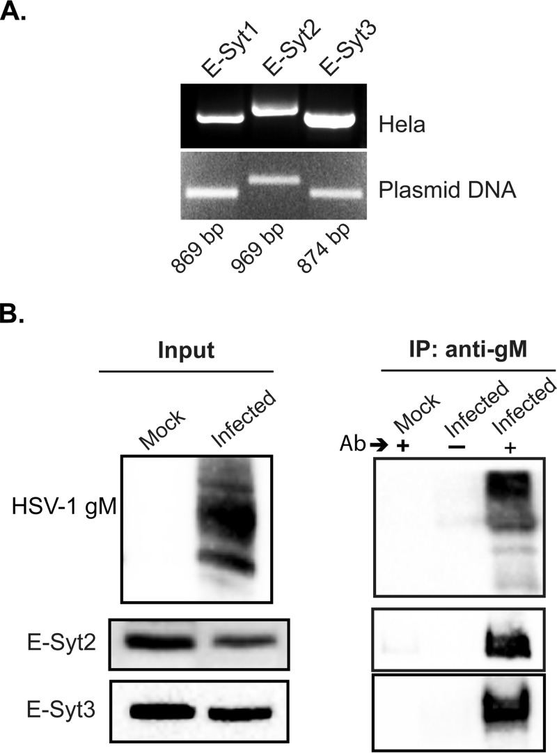 FIG 6