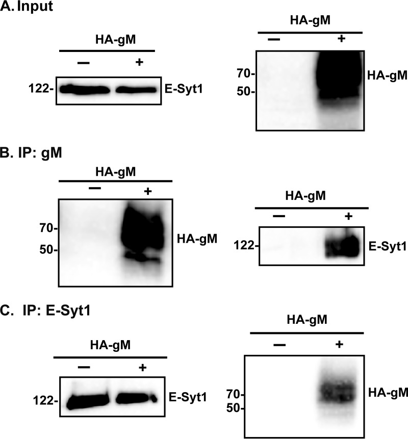 FIG 2