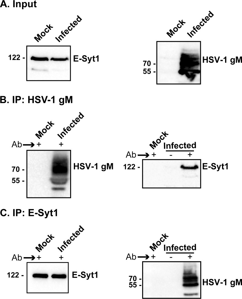 FIG 3