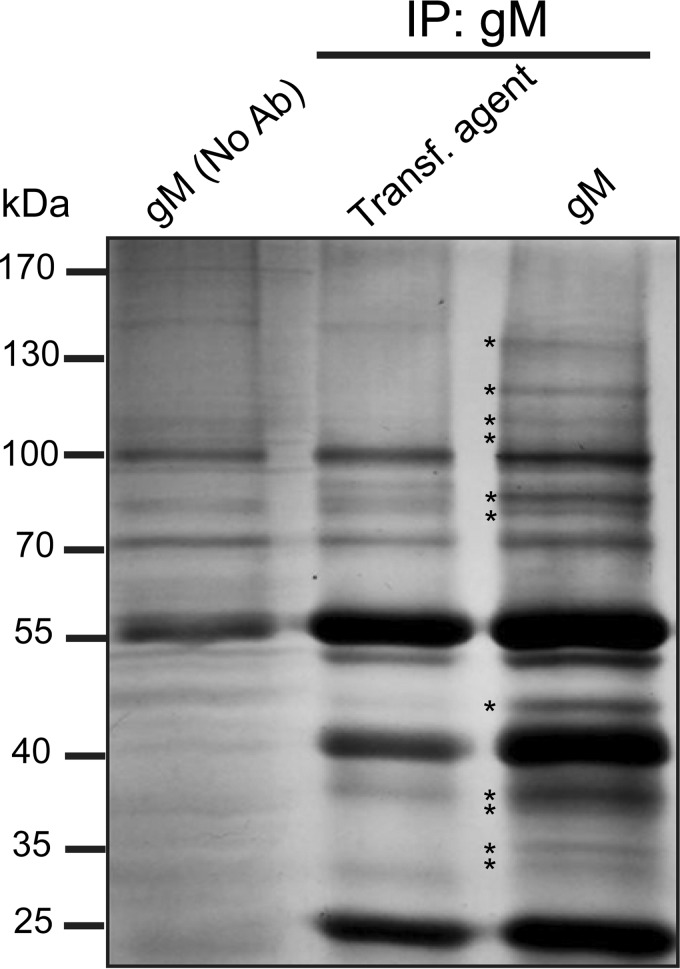 FIG 1