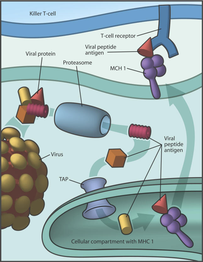 Antigenic proteins in the cytosol are degraded by the proteasome and transported by TAP into the MHC1 compartment for MHC1 loading (Image: Giovanni Maki)