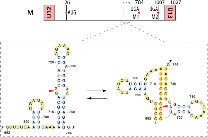 FIGURE 7